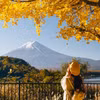 Mùa lá vàng, lá đỏ ở “Xứ sở Phù Tang” Nhật Bản. (Nguồn ảnh: Vietravel) 