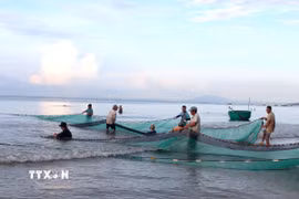 Ngư dân kéo lưới rùng tại vùng biển Lâm Đồng. (Ảnh: Hồng Hiếu/TTXVN)