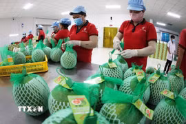 Đóng gói, bảo quản sản phẩm bưởi da xanh xuất khẩu ở nhà máy của Công ty Vina T&T Group Bến Tre, tỉnh Vĩnh Long. (Ảnh: Vũ Sinh/TTXVN)