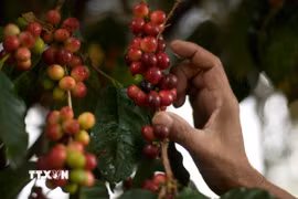 Thu hoạch càphê tại Fraijanes, Guatemala. (Ảnh: AFP/TTXVN)