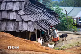 Cuộc sống bình yên bên nếp nhà gỗ lợp gỗ pơmu của người dân bản Làng Sáng. (Ảnh: Trọng Đạt/TTXVN)