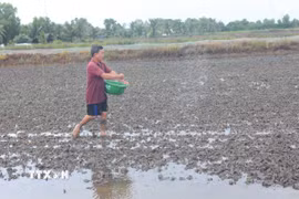Nông dân xã Khánh Bình (tỉnh Cà Mau) đang chăm sóc lúa vừa mới xuống giống. (Ảnh: Chanh Đa/TTXVN)