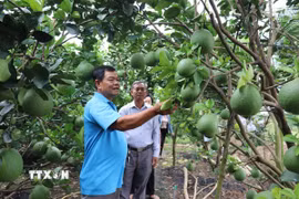 Ông Huỳnh Văn Hiếu, Chủ nhiệm Hội quán bưởi da xanh Mỹ Phú, phường Mỹ Phong, tỉnh Đồng Tháp, chia sẻ kinh nghiệm sản xuất bưởi đạt chuẩn xuất khẩu. (Ảnh: Hữu Chí/TTXVN)