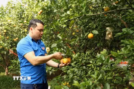 Anh Nguyễn Thế Dũng, đảng viên trẻ Bắc Ninh, khởi nghiệp thành công với mô hình trồng cây ăn quả kết hợp với nuôi chim bồ câu Pháp. (Ảnh: Đinh Văn Nhiều/TTXVN)