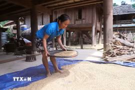 Sàng sẩy và phơi lúa trong khoảnh sân nhỏ dưới nhà sàn truyền thống của đồng bào Thái ở bản Na Ngân (Nghệ An). (Ảnh: Xuân Tiến/TTXVN)