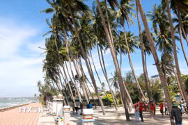 Dọc bờ biển Mũi Né có nhiều rặng dừa hơn 100 năm tuổi được mang từ các tỉnh Quảng Nam, Quảng Ngãi, Phú Yên… vào trồng theo quá trình lập nghiệp của người dân biển. (Ảnh: Nguyễn Thanh/TTXVN)
