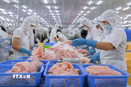 Doanh nghiệp Việt Nam chế biến cá tra xuất khẩu. (Ảnh: Thanh Liêm/TTXVN)