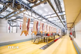 Quy trình giết mổ hiện đại trong nhà máy thịt ủ mát. (Ảnh: Hương Giang/TTXVN)