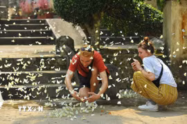 Vườn quốc gia Cúc Phương (Ninh Bình) được trao giải "Công viên quốc gia hàng đầu châu Á." (Ảnh: Minh Đức/TTXVN)