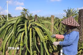 Nhà vườn xã Tân Thuận Bình, tỉnh Đồng Tháp chăm sóc thanh long. (Ảnh: Công Trí/TTXVN)