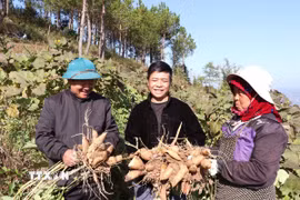 Người dân thôn Tả Giao Khâu (xã Lũng Cú, Tuyên Quang) thu hoạch vụ khoai sâm. (Ảnh Đức Thọ/TTXVN)