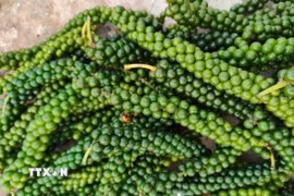Sản phẩm hồ tiêu Gia Lai ngày càng khẳng định thương hiệu trên thị trường trong và ngoài nước. (Ảnh: Hồng Điệp/TTXVN)