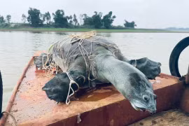 Cá thể Giải sin-hoi được vớt lên tại hồ Đồng Mô sau khi chết vào tháng 4/2023. (Nguồn: Tổ chức Bảo tồn rùa châu Á)
