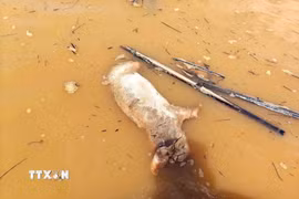 Xác heo chết được thả trôi trên sông Đồng Nai gây ô nhiễm môi trường và nguy cơ lây nhiễm dịch bệnh. (Ảnh: TTXVN phát)