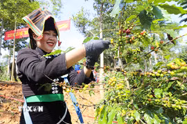 Điện Biên khai thác hiệu quả diện tích cây lâu năm đang cho sản phẩm. (Ảnh: Phan Quân/TTXVN)