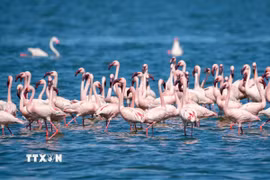 Hồng hạc tại hồ Elementaita, thuộc hạt Nakuru, Kenya, trong khu vực Thung lũng Great Rift. (Ảnh: THX/TTXVN phát)