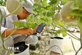 Kiểm tra hoạt động của hệ thống bơm tưới cho nhà dưa lưới khi điều khiển bằng ứng dụng trên điện thoại thông minh của Delco Farm - Mô hình trang trại thông minh, giải pháp nông nghiệp công nghệ cao. (Ảnh: Minh Quyết/TTXVN)