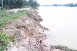 Bờ Nam sông Bồ, thành phố Huế, bị sạt lở nghiêm trọng khiến nhiều cây chỉ còn trơ lại gốc. (Ảnh: Nguyên Lý/TTXVN)