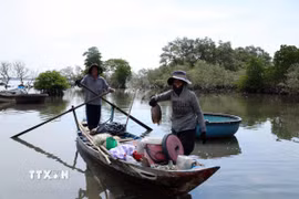 Người dân khai thác nguồn lợi thủy sản từ những cánh rừng ngập mặn ở xã Núi Thành, thành phố Đà Nẵng. (Ảnh: Đỗ Trưởng/TTXVN)