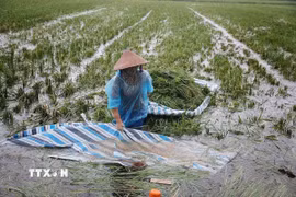 Giữa thửa ruộng mênh mông nước, người nông dân gom những bó lúa cuối cùng lên bạt để vận chuyển vào bờ. (Ảnh: Phạm Tuấn Anh/TTXVN)