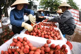 Đóng gói vải thiều xuất khẩu ở vùng sản xuất vải thiều Lục Ngạn, tỉnh Bắc Ninh. (Ảnh: Vũ Sinh/TTXVN)