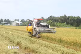 Do thời tiết mưa nhiều nên giá dịch vụ cắt lúa ở những thửa ruộng bị ngã đổ tăng thêm, khoảng 270.000 đồng/công, ảnh hưởng đến thu nhập của người trồng lúa. (Ảnh: Thu Hiền/TTXVN)