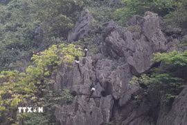 Các cá thể Voọc mông trắng đang sinh sống tại Khu bảo tồn thiên nhiên đất ngập nước Vân Long, tỉnh Ninh Bình. (Ảnh: Thùy Dung/TTXVN)