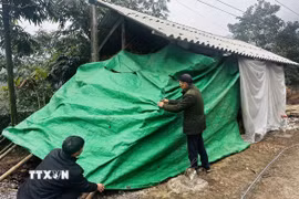 Người dân xã biên giới Thanh Đức (Hà Giang) che chắn chuồng trại cho đàn gia súc trong mùa rét. (Ảnh: Đức Thọ/TTXVN)