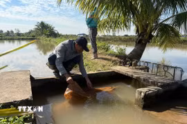 Người dân đang kéo lưới để thu hoạch rươi ở xã Vĩnh Thuận, thành phố Hải Phòng. (Ảnh Tiến Vĩnh/TTXVN)