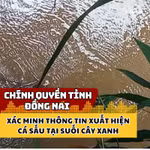 Chính quyền tỉnh Đồng Nai xác minh thông tin xuất hiện cá sấu tại suối Cây Xanh