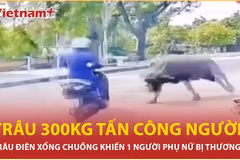 Trâu dữ húc người ở Thanh Hóa, 1 phụ nữ bị gãy xương sườn