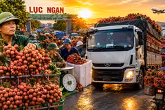 Hàng nghìn xe chở vải nối đuôi nhau, thủ phủ vải thiều Lục Ngạn bước vào mùa cao điểm