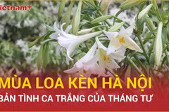 Mùa loa kèn Hà Nội: Lắng nghe bản tình ca trắng của tháng Tư