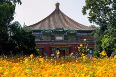 Thung lũng hoa cánh bướm nhuộm vàng mùa Thu Tân Thành 