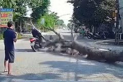 Câu chuyện tuần qua: Một cái cây - một mạng người, trách nhiệm thuộc về ai?