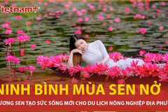Mùa sen nở rộ thu hút du khách đến với vùng non nước hùng vĩ Ninh Bình