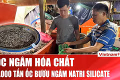 Phơi bày chiêu trò “phù phép” 3.000 tấn ốc bằng hóa chất ở chợ Kim Biên