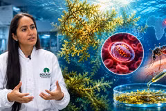 Giải mã tiềm năng của tảo sargassum trong cuộc chiến chống sốt rét ác tính 