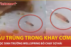 Học sinh sợ hãi vì phát hiện ấu trùng trong suất ăn trưa ở trường Wellspring