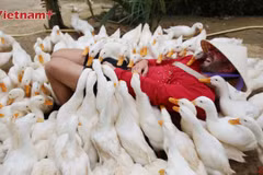 Trải nghiệm “massage vịt” và cưỡi trâu độc nhất tại Phong Nha 