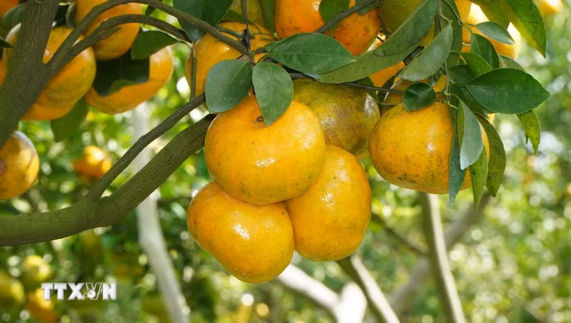 Quýt hồng bắt đầu chín là thời điểm nhà vườn kinh doanh dịch vụ du lịch. (Ảnh: Nhựt An/TTXVN)