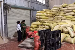 Lào Cai: Khởi tố 2 đối tượng làm giả gạo Séng Cù, thu giữ hơn 22 tấn
