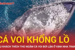 Tín hiệu vui cho môi trường Vịnh Nha Trang khi cá voi khổng lồ xuất hiện