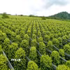 Diện tích trồng hồ tiêu của Hợp tác xã Nông nghiệp và Dịch vụ Nam Yang (xã Kon Gang, tỉnh Gia Lai) với 30ha đạt chứng nhận hữu cơ USDA (Mỹ). (Ảnh: Hồng Điệp/TTXVN)