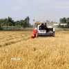 Nông dân thu hoạch lúa Đông Xuân tại tỉnh Vĩnh Long. (Ảnh: Phạm Minh Tuấn/TTXVN)