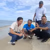 Sau khi được cán bộ Ban Quản lý Khu Bảo tồn biển đảo Cồn Cỏ kiểm tra tình trạng sức khỏe, cá thể rùa biển được thả trở lại môi trường tự nhiên trước sự chứng kiến của người dân và du khách. (Ảnh: TTXVN phát)