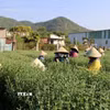 Tỉa nụ cho các chậu cúc đại đóa tại làng hoa Láng Lớn, xã Kim Long, Thành phố Hồ Chí Minh. (Ảnh: Hoàng Nhị/TTXVN)