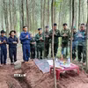 Ở khu vực rừng tràm ở bản Bãi Dinh, xã Dân Hóa, tỉnh Quảng Trị, từ ngày 1 đến ngày 8/10/2026 lực lượng tìm kiếm đã quy tập được 5 hài cốt liệt sỹ. (Ảnh: TTXVN phát)