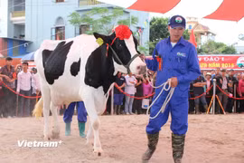 Ngành công nghiệp sữa phát triển đúng nghĩa phải có ngành chăn nuôi bò và gia súc đủ mạnh cho sữa phát triển. (Ảnh: Hùng Võ/Vietnam+)