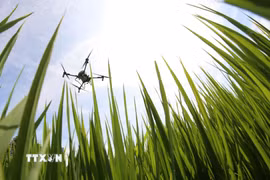 Việc ứng dụng công nghệ như drone trong gieo sạ, bón phân và phun thuốc không chỉ giúp tiết kiệm chi phí mà còn đảm bảo độ chính xác cao trong canh tác. (Ảnh: Duy Khương/TTXVN)